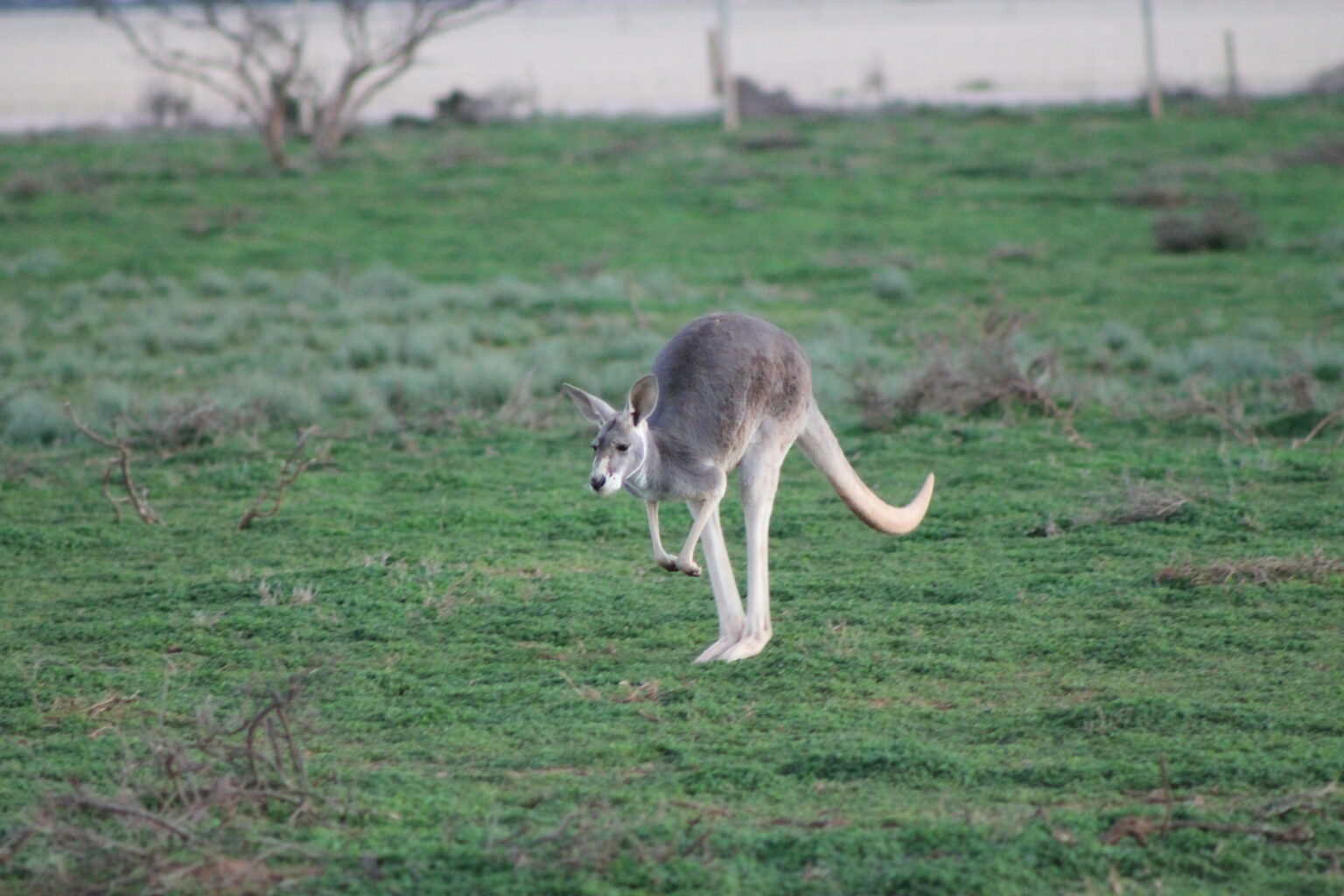 Photo Gallery Kangaroo Photo Gallery Kangaroo