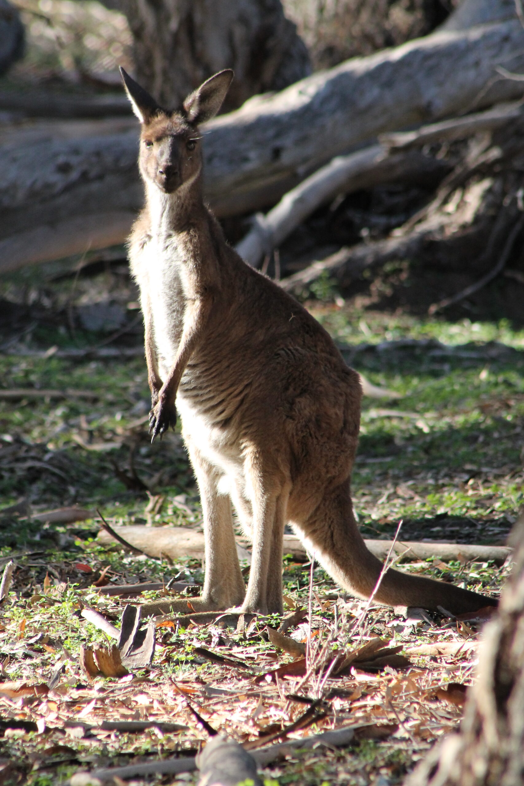 Photo Gallery Kangaroo Photo Gallery Kangaroo